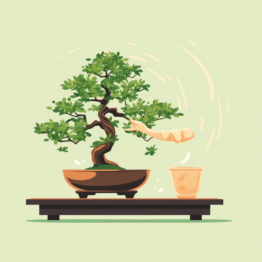 A hand watering a Chinese Elm Bonsai