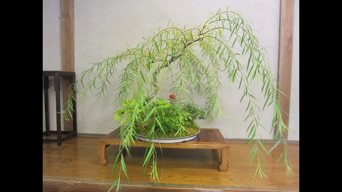 Weeping Willow Bonsai