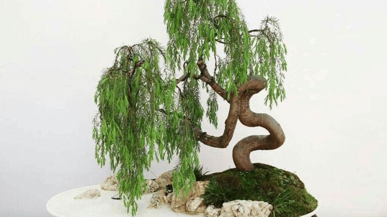 Feeding a weeping willow bonsai tree