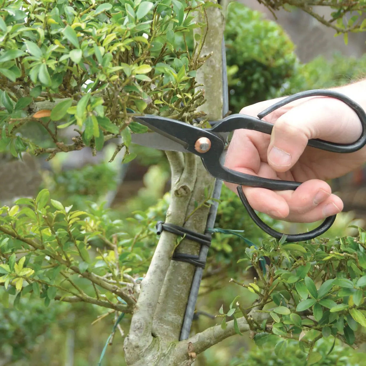 watering weeping willow bonsai