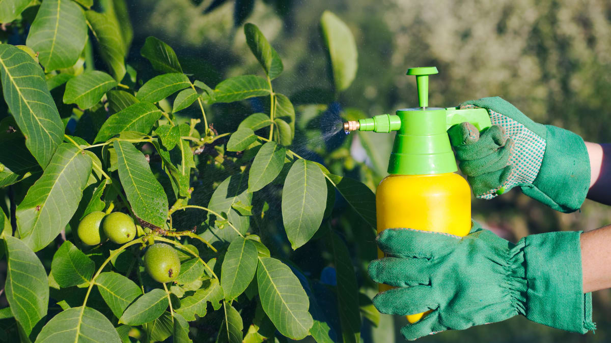 A bottle of insecticidal soap and a bottle of neem oil side by side