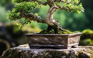 How can I revive a dying bonsai tree?