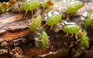 What pests can attack a bonsai tree?